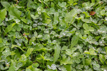 Green grass wet with round rain drops