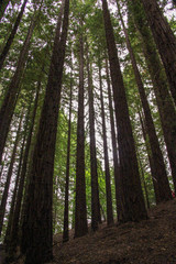 Obraz premium A forest with tall trees seen from a low vantage point