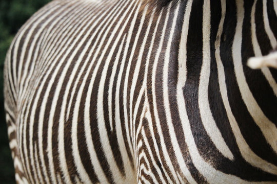 Zebra pattern in a shallow depth of field image