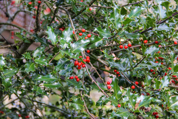Holly berries to set the spirit