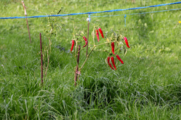 Fototapeta na wymiar Red peppers growing on a plant