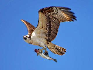 Osprey carrying the sea trout
