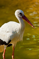 Fototapeta premium Weißstorch (Ciconia ciconia)