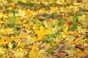 Fallen maple leaves of different colors on the grass, close-up