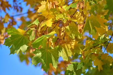 Yellow-green maple leaves against the blue of the sunny sky, close-up