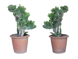 Euphorbia lacei craib in pot isolated on white background included clipping path.
