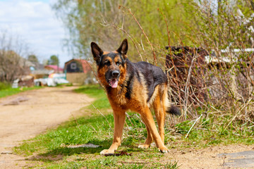 Dog German Shepherd in a village in a summer