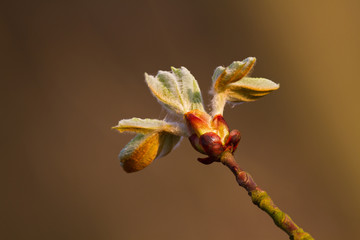 Unfolding leaves, bursting bud of a Conker tree or Horse-chestnut in spring