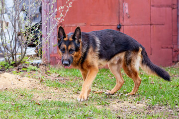 Dog German Shepherd in a village in a summer