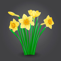 Vector yellow narcissus flowers isolated
