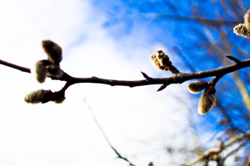 Fresh Spring Willow