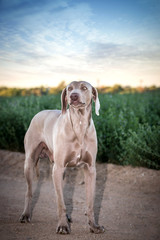Weimaraner dog in a green lucern/alfalfa field (Grey Ghost dog)