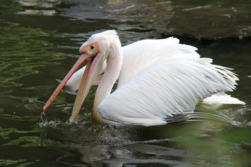 White pelican