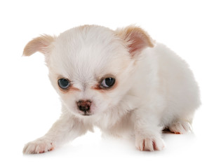 Obraz premium puppy chihuahua in studio