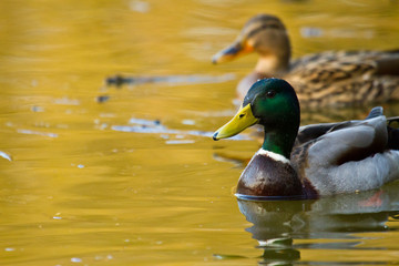 Stockente (Anas platyrhynchos)