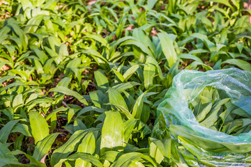 Wild garlic in a plastic bag among the green leaves