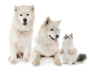 samoyeds and birman cat