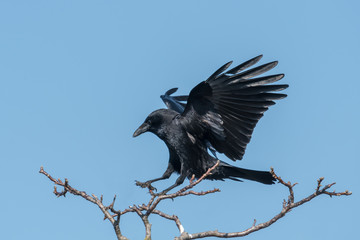 Flying raven on landing in front of blue sky