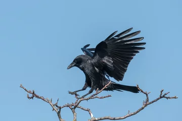 Fotobehang Flying raven on landing in front of blue sky © janny2