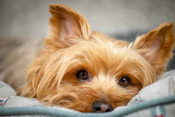 Yorkshire Terrier Puppy Posing for the Camera