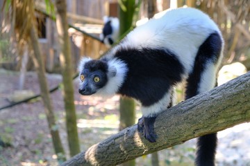 Lemure bianco e nero 
