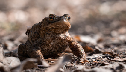 Erdkröte aus der Froschperspektive