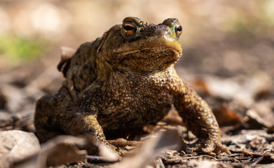 Erdkröte aus der Froschperspektive