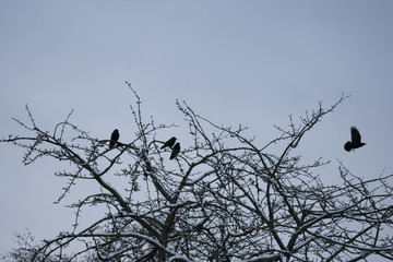 Birds in a tree