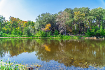 Shore of the Forest River on a sunny day. Summer landscape. Forest by the river