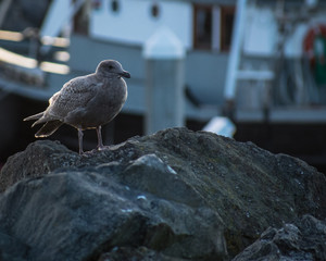 Seagull on the marina