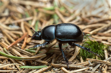Dor beetle, Anoplotrupes stercorosus, macro photo