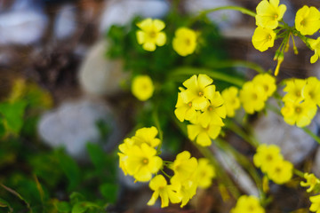 Obraz premium Summer, spring Background. Flowers. Nature Background. Yellow Flowers on green