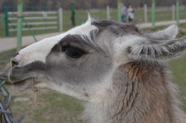 zwierzak, lama, ssak, wielbłąd, charakter, glow, futro, alpaka, farma, biała, portret, ogród zoologiczny, wełna, braun, bystra, dzika natura, dzika, augen, peru, osioł, kłos, owłosienie © Szymon