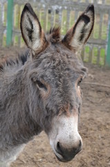 zwierzak, osioł, ssak, charakter, kangur, jelenie, dzika natura, braun, farma, glow, bystra, muł, dzika, kłos, gras, australia, młoda, łosie, torbacz, ogród zoologiczny, futro, portret, cheval, bobasy © Szymon