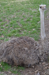 strusia, ptactwo, belfer, zwierzak, glow, charakter, gryf, augen, ogród zoologiczny, portret, dzika, dzika natura, emu, pierze, buzia, farma, bliska, komiczny, duzy, patrząc, ciekawe © Szymon