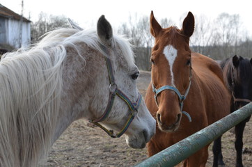 foto  Sobieniak © Szymon