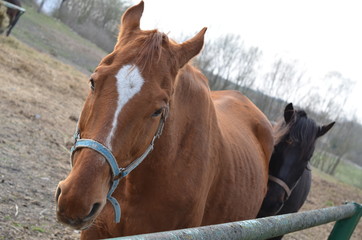 foto  Sobieniak © Szymon