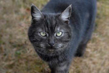 Close up of a cute grey cat looking up at the viewer.