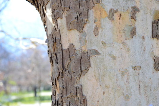 Platanenbaum mit abfallender Borke