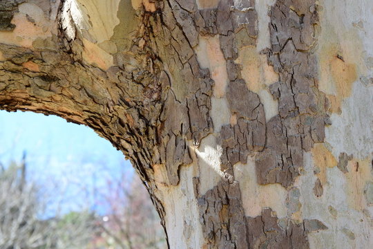 Platanenbaum mit sich h&auml;utender Borke
