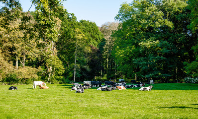 Fototapeta na wymiar Cows resting on the grass, in the shadow of a forest
