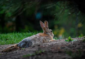 Rabbit laying down under a bush