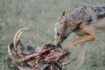 Jackal eating Warthog in Massai Mara