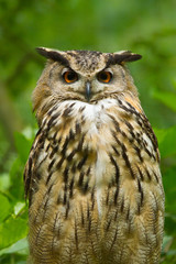 Uhu (Bubo bubo)