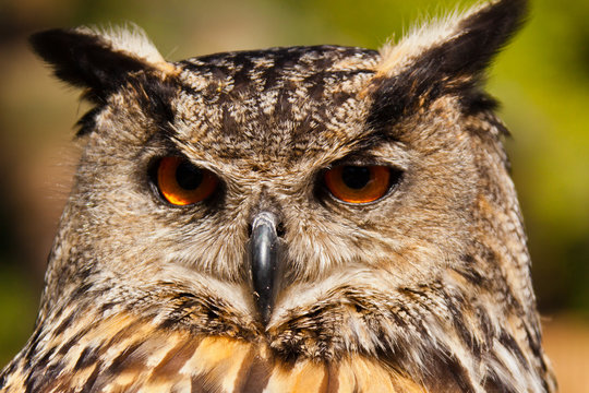 Uhu (Bubo bubo)