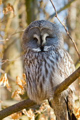 Bartkauz (Strix nebulosa lapponica)