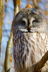 Bartkauz (Strix nebulosa lapponica)