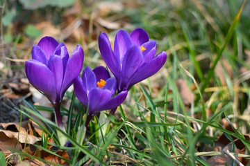 Dark purple crocus blooming flowers on blurry grass background during early spring