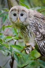 Habichtskauz oder Uralkauz (Strix uralensis)