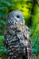 Habichtskauz oder Uralkauz (Strix uralensis)